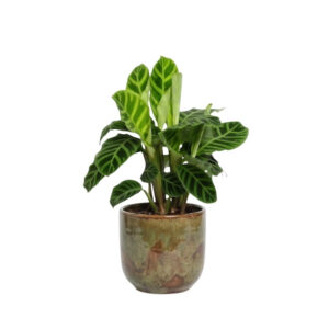 Sebra-tiigerlehik P14