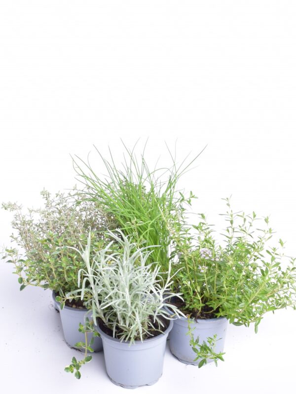 Maitsetaim P12 erinevad