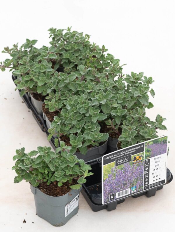 Faasseni naistenõges 'Walker's Low' P12 Eestis kasvatatud