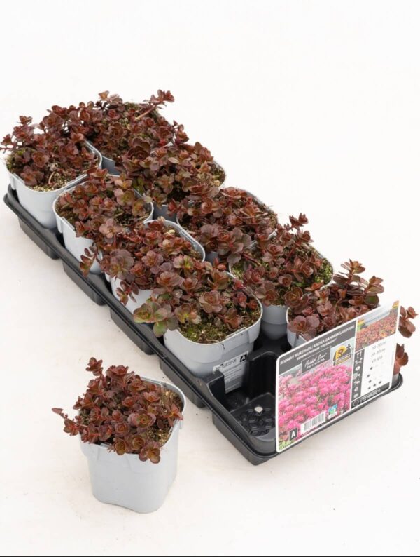 Roomav kukehari 'Fuldaglut' P12 Eestis kasvatatud