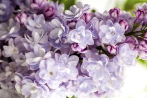 Harilik sirel ‘Michel Buchner’ P26 tüvi 70cm