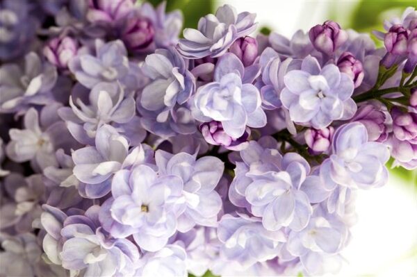 Harilik sirel 'Michel Buchner' P26 tüvi 70cm