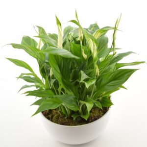 Tõlvlehik ‘Pico Cupido’ P21 ümbrispotis