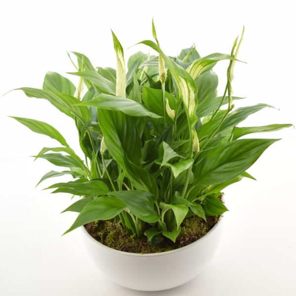 Tõlvlehik 'Pico Cupido' P21 ümbrispotis