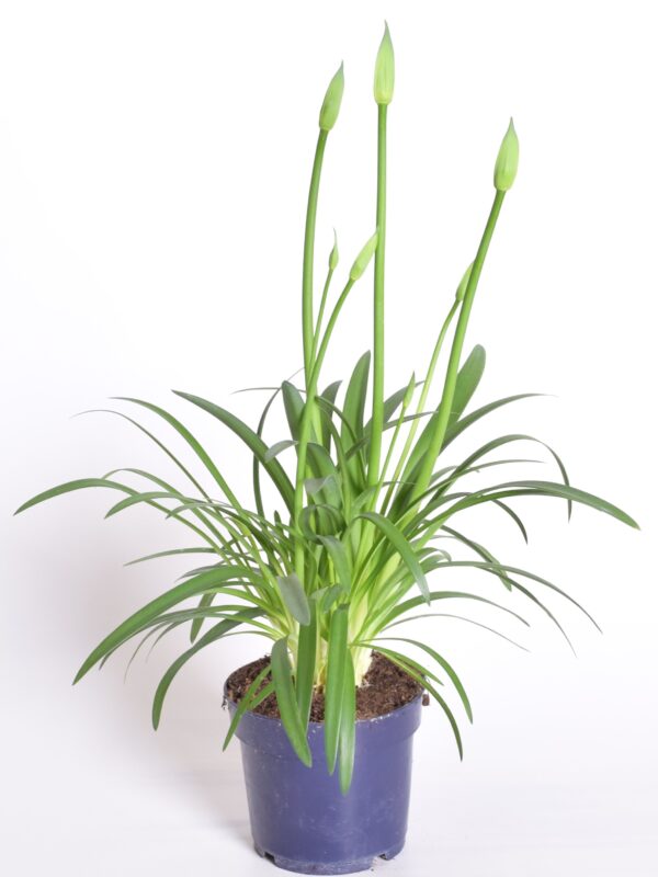 Lembeliilia 'Amourette Superb' P17