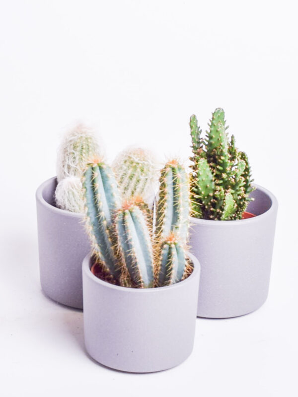 Kaktus P10,5 erinevad