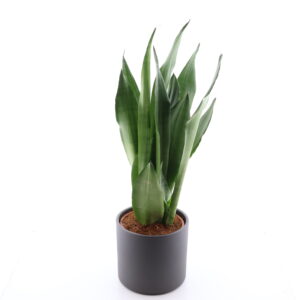 Kolmevöödiline havisaba ‘Moonshine’ P14