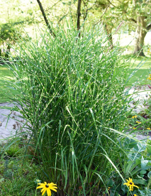 Hiid-siidpööris 'Strictus' P17