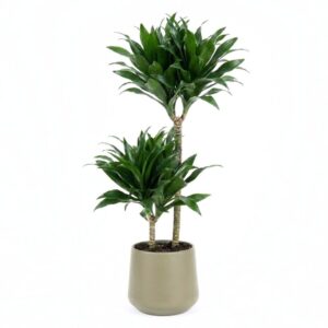 Dereema draakonipuu ‘Compacta’ P19 50cm 2 tüve