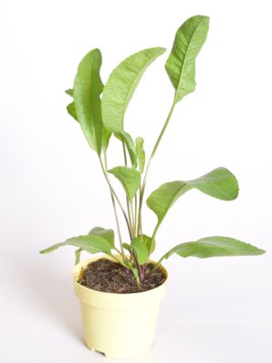 Aed-mädarõigas P12 BIO