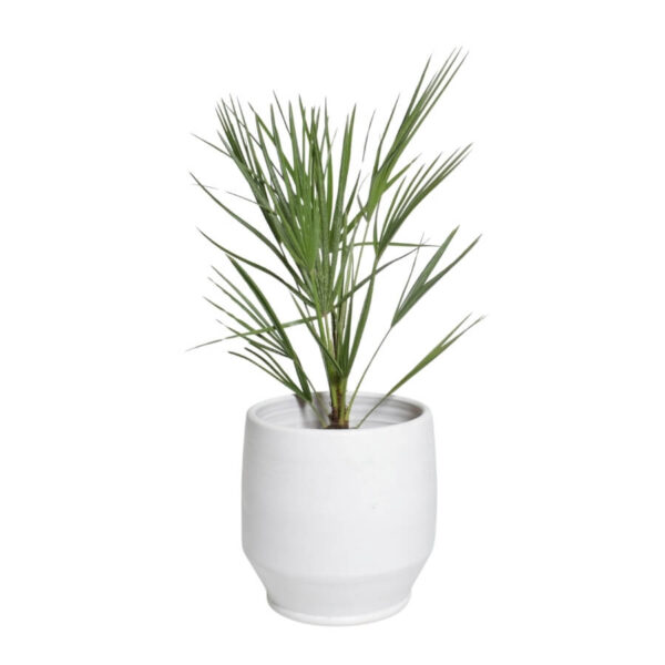 Kääbuspalm P19 35cm