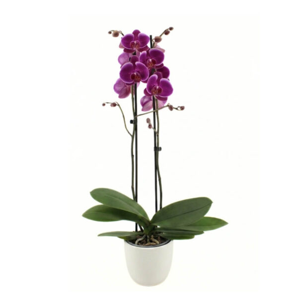 Kuuking 'Anthura Durban' P12