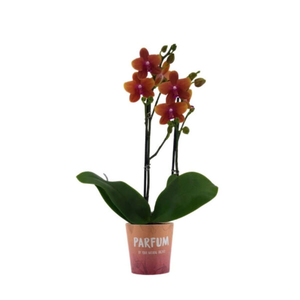 Kuuking 'Anthura Bolgheri' P12 2 õievart lõhnav