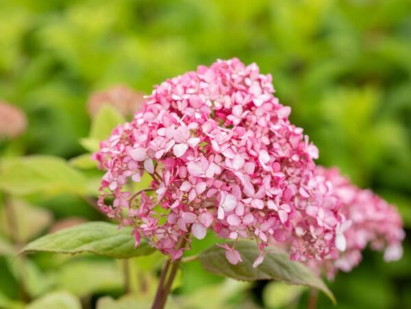 Puishortensia 'Magical Dark Pink'® P19