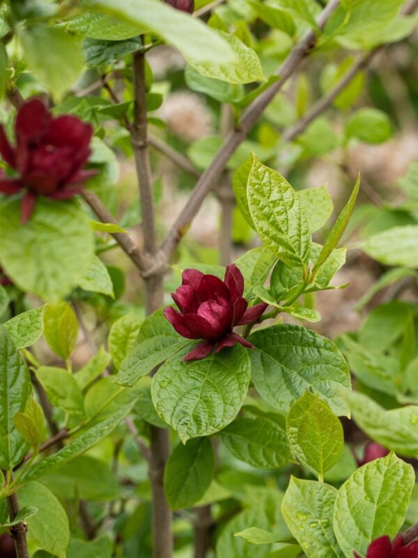 Hiina vürtspõõsas 'Hartlage Wine' P19