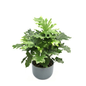 Kahelisulgjas põõsasvõhk ‘Little Hope’ P21 60cm