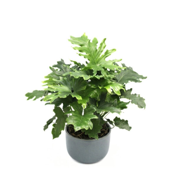 Kahelisulgjas põõsasvõhk 'Little Hope' P21 60cm