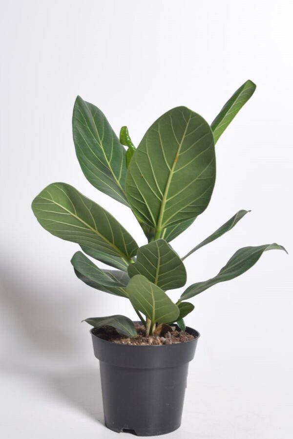 Bengali viigipuu 'Audrey' P14