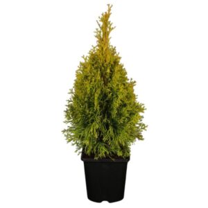 Harilik elupuu ‘Golden Smaragd’ P34 80-100cm kerad tüvel