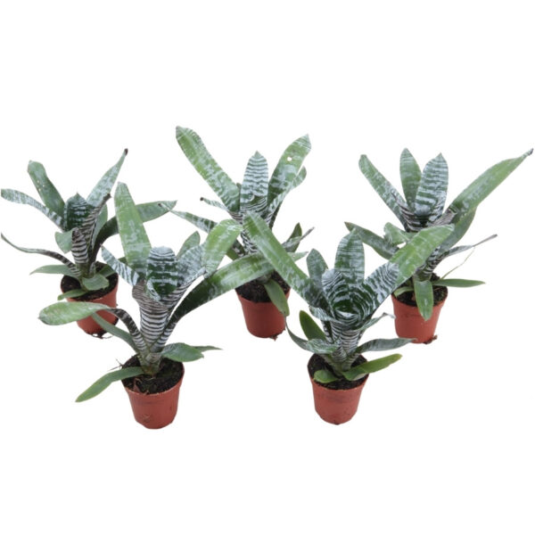 Ekmea 'Rebeca Forrest' P5,5