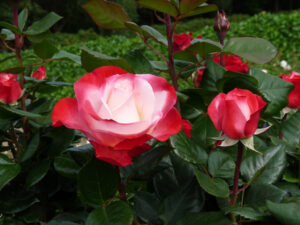 Uus-antiikroos ‘Nostalgie’ P17