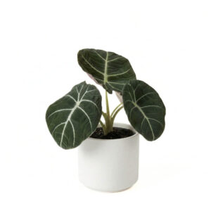 Alokaasia ‘Black Velvet’ P11