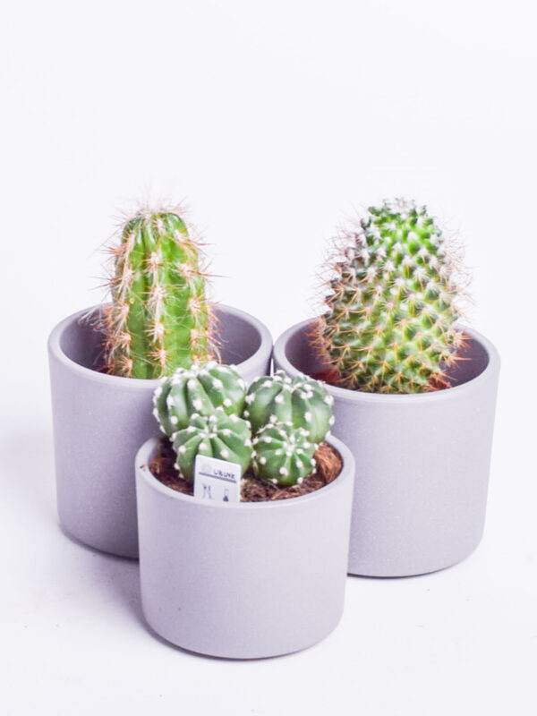 Kaktus P10,5 erinevad