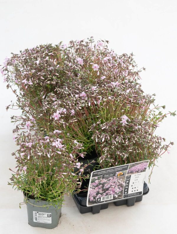 Nõeljalehine leeklill 'Kimono Pink White' P12 Eestis kasvatatud