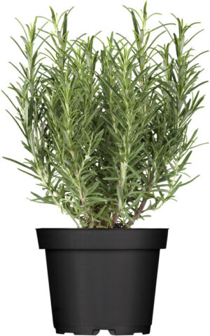 Harilik rosmariin P13