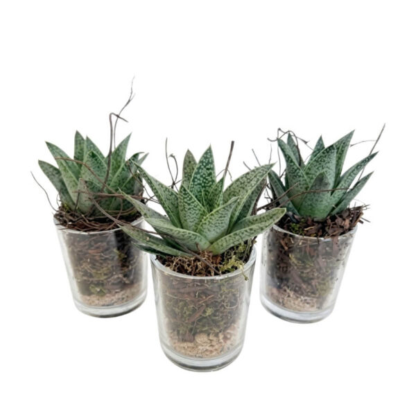 Sukulent klaasvaasis P8