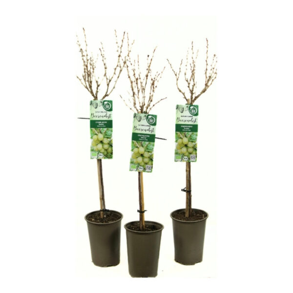 Karusmari 'Invicta' P19 100cm tüvel