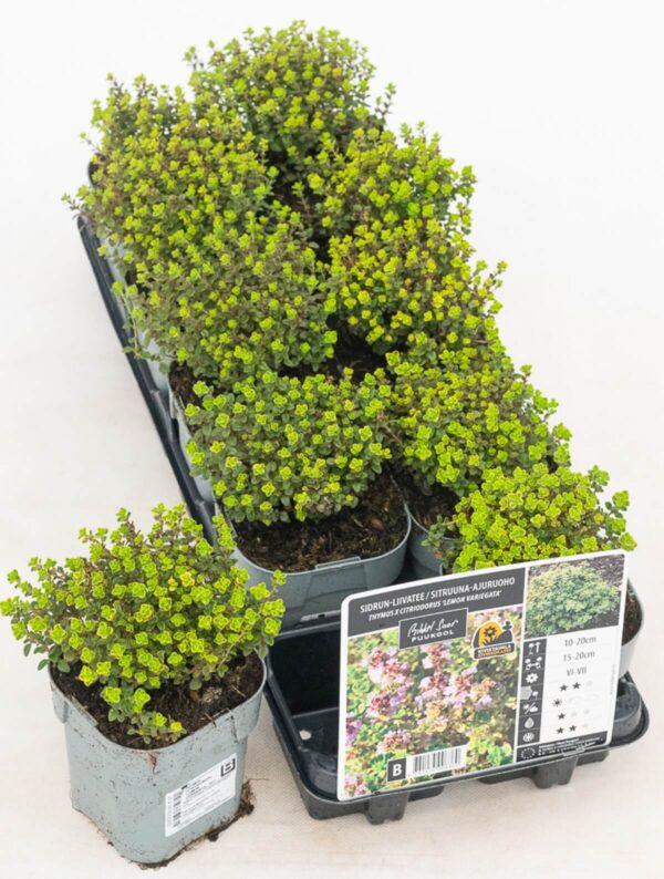 Sidrun-liivatee 'Lemon Variegata' P12 Eestis kasvatatud