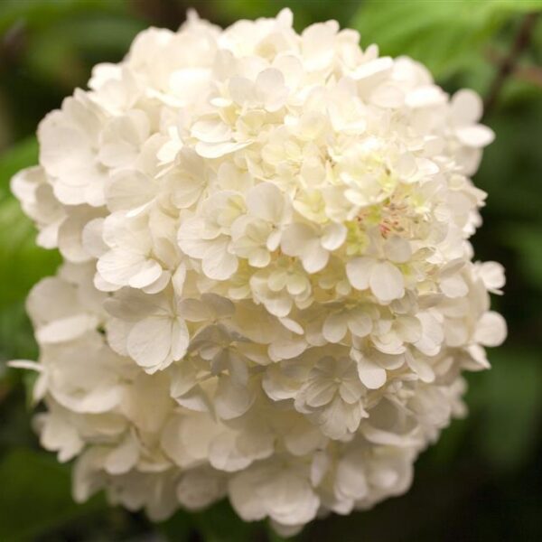 Aedhortensia 'Wim's Red' P17 30cm