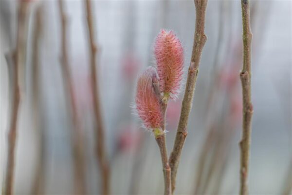 Pikaemakaline paju 'Mount Aso' P17/P19