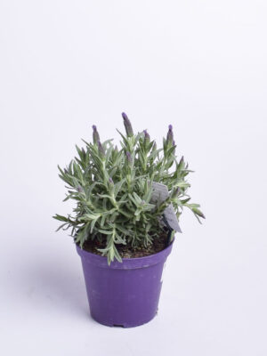 Prantsuse lavendel P15