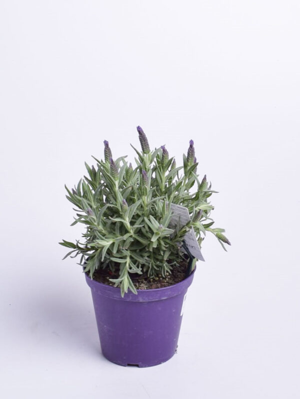 Prantsuse lavendel P15