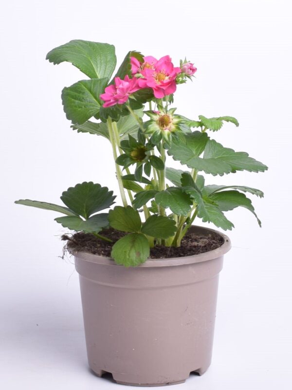 Aedmaasikas Pick&Joy P14