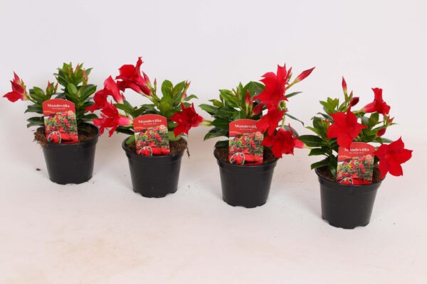 Mandvill 'Rio Dark Red' P12