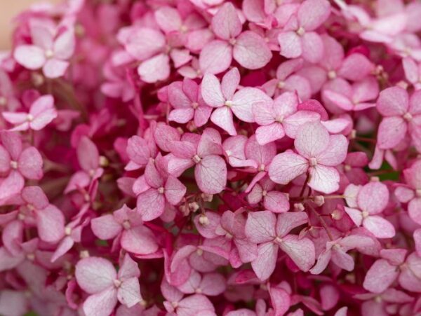 Puishortensia 'Magical Dark Pink'® P19