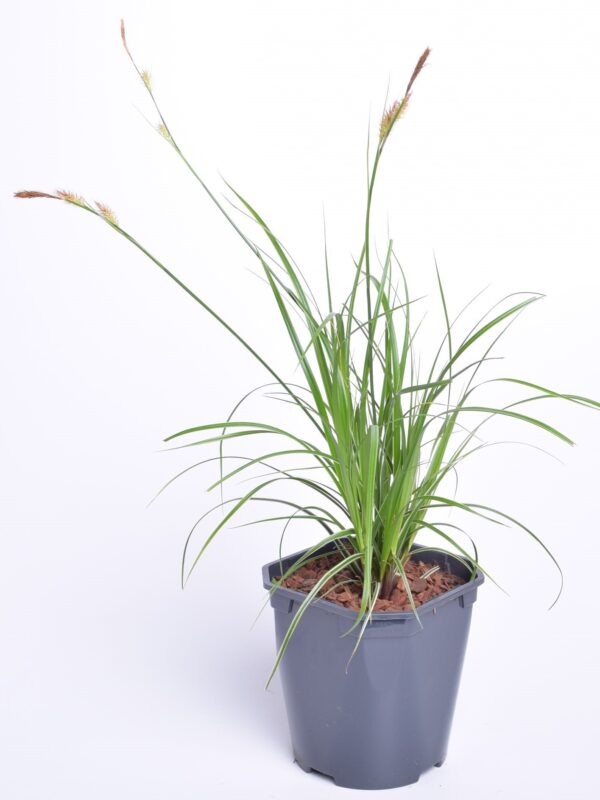 Oshiima tarn 'Everco Eversheen' P17