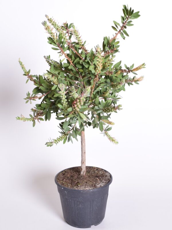 Sidrun-lambiharjapuu P18 tüvel