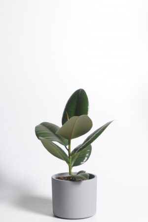 Kummi-viigipuu ‘Robusta’ P14 1tüvi