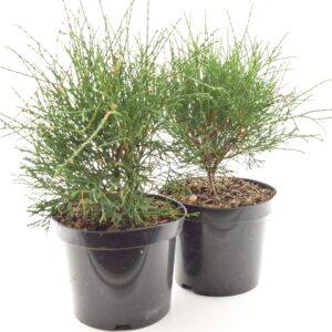Harilik elupuu ‘Little Filly’ P26 40-50cm