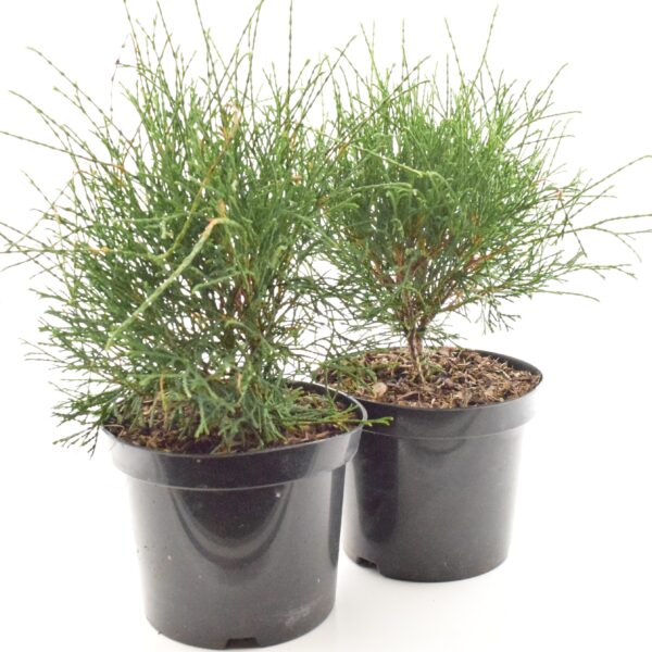 Harilik elupuu 'Little Filly' P26 40-50cm