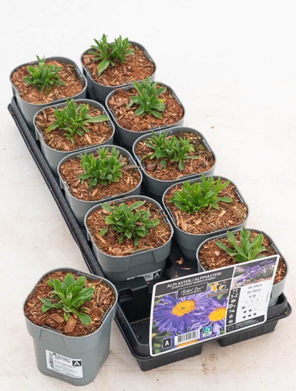 Alpi aster 'Dunkle Schöne' P12 Eestis kasvatatud