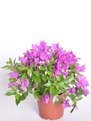 Bugenvillea P15 toestatud