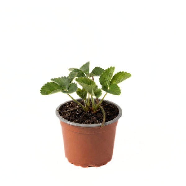 Aedmaasikas 'Elsanta' P9