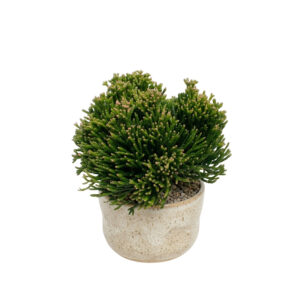 Punane lihavõttekaktus P12