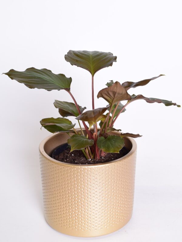 Punakas kuuvõhk 'Maggy Flaming Red' P13