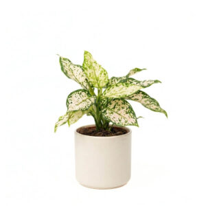 Aglaoneema ‘Elieen’ P12